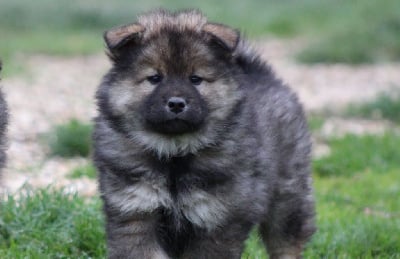 Les chiots de Eurasier