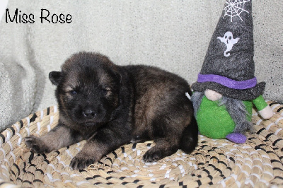 Les chiots de Eurasier