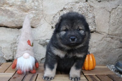 Les chiots de Eurasier