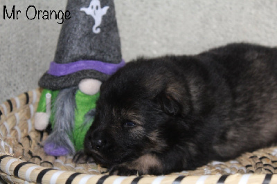 Les chiots de Eurasier