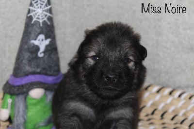 Les chiots de Eurasier