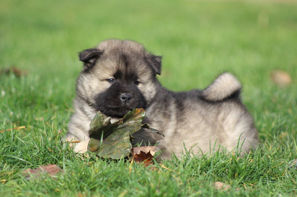 Eurasier - Du Domaine D'Alvheim