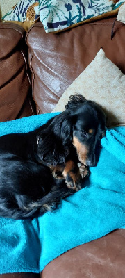 Étalon Teckel poil long - Swan Du Lac De La Cornaline