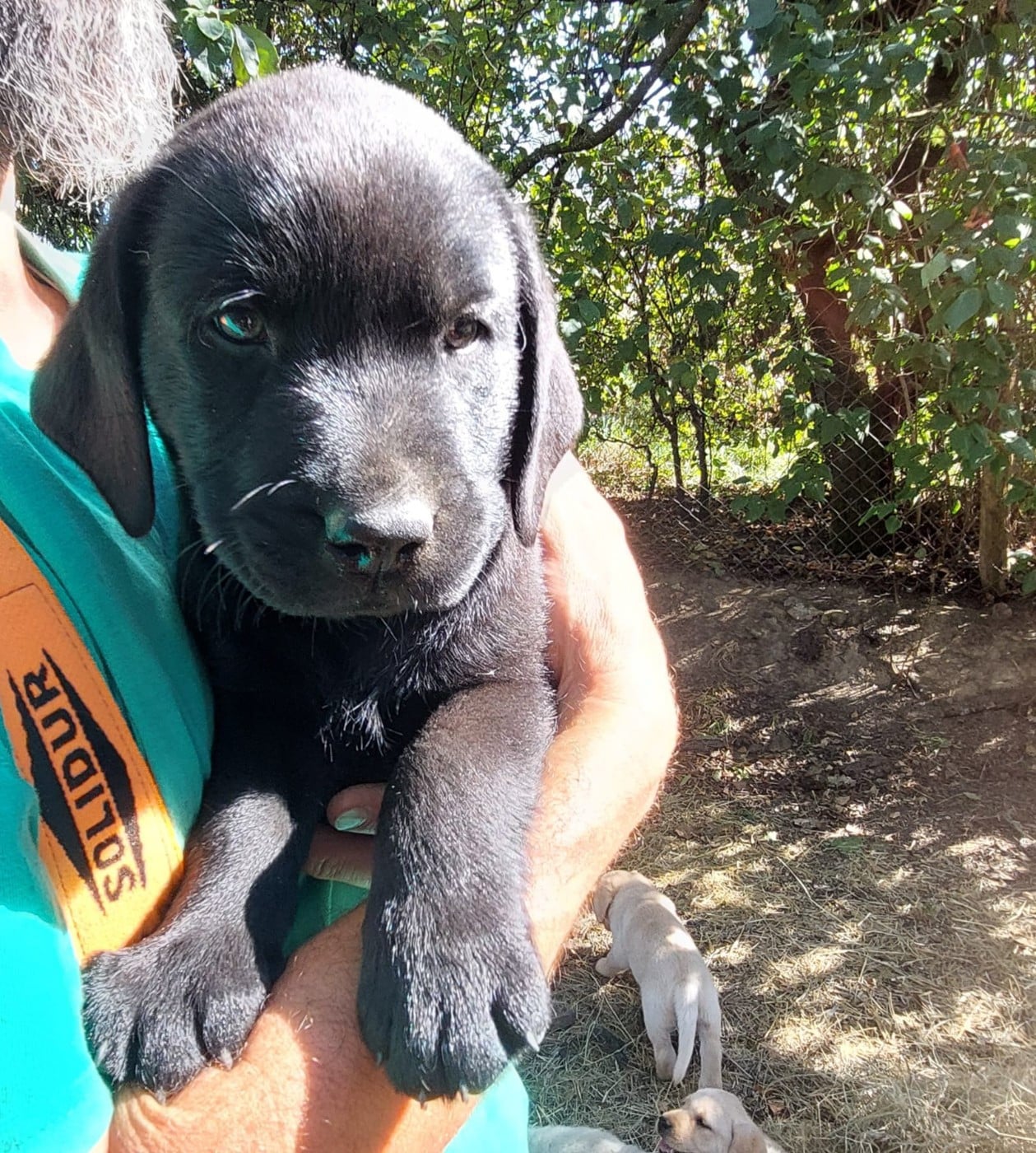 Labrador Retriever - De La Mare Au Tilleul