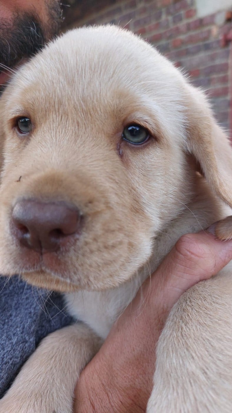 Labrador Retriever - De La Mare Au Tilleul