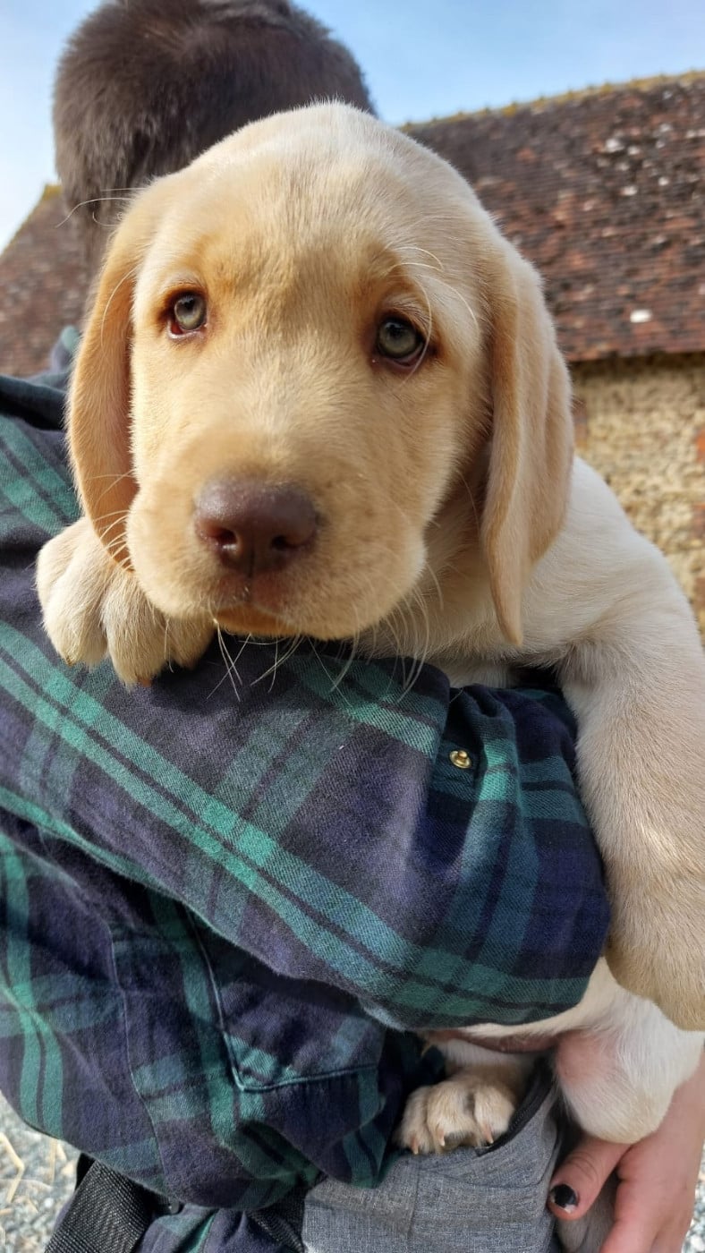 Labrador Retriever - De La Mare Au Tilleul