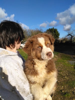 Les chiots de Berger Australien