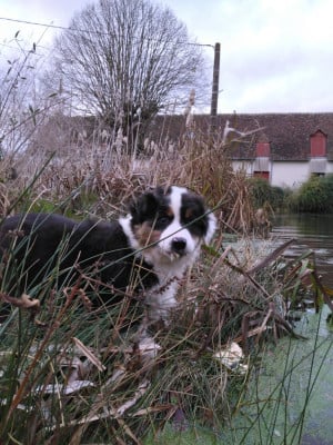 Les chiots de Berger Australien
