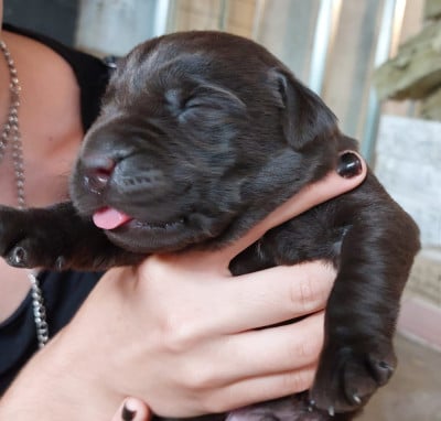 Les chiots de Labrador Retriever