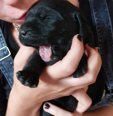 Les chiots de Labrador Retriever