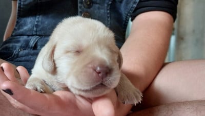 Les chiots de Labrador Retriever