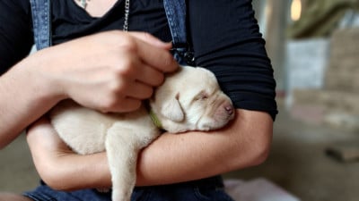 Les chiots de Labrador Retriever