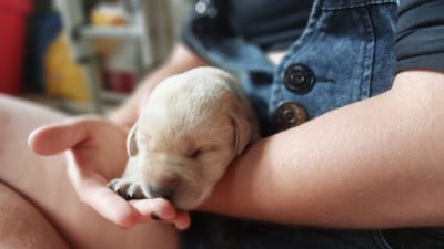 Les chiots de Labrador Retriever