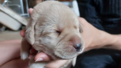 Les chiots de Labrador Retriever