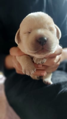 Les chiots de Labrador Retriever