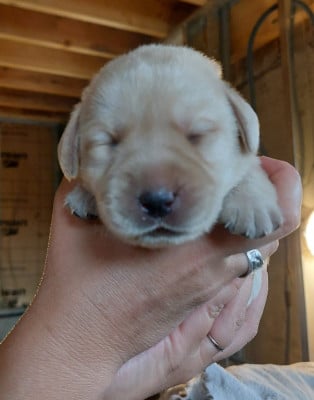 Les chiots de Labrador Retriever
