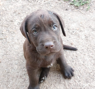 Les chiots de Labrador Retriever