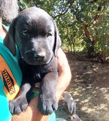 Les chiots de Labrador Retriever