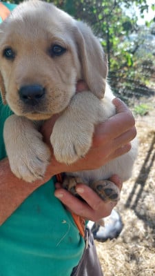 Les chiots de Labrador Retriever