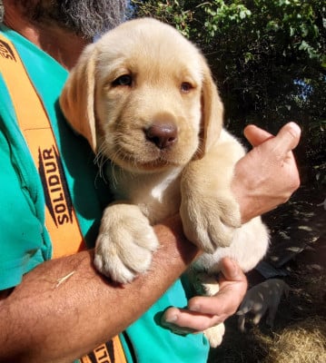 Les chiots de Labrador Retriever