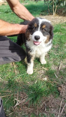 Les chiots de Berger Australien