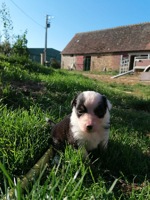 Les chiots de Berger Australien