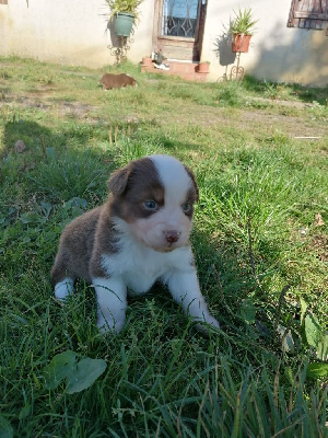 Les chiots de Berger Australien