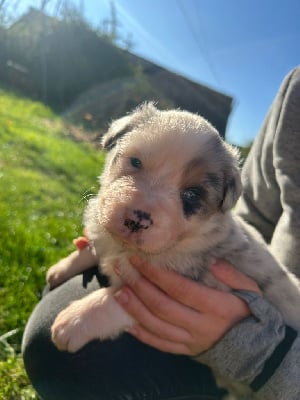 Les chiots de Berger Australien