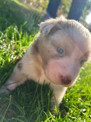 Les chiots de Berger Australien