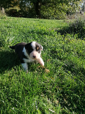 Les chiots de Berger Australien
