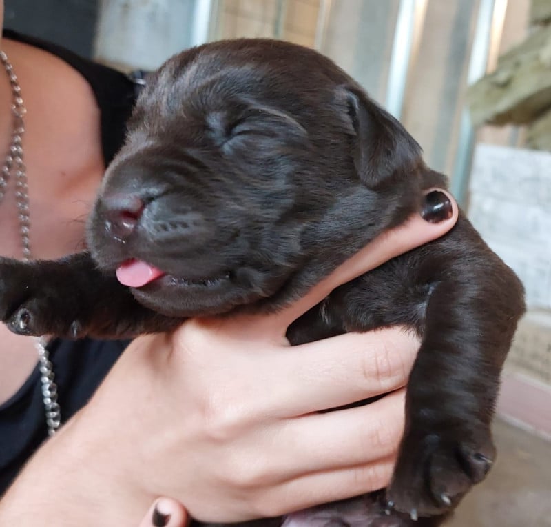 Labrador Retriever - De La Mare Au Tilleul