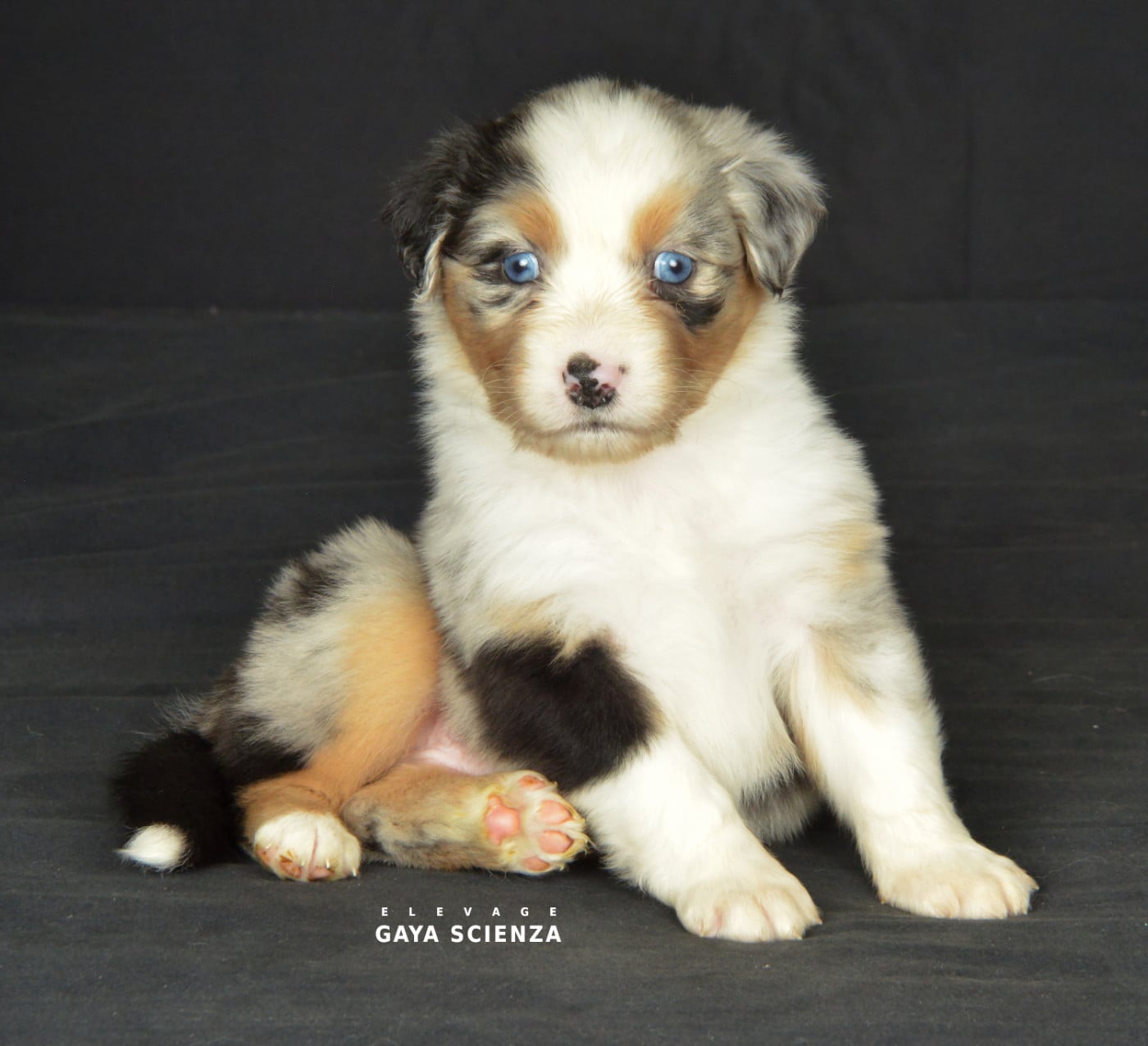 Berger Australien - des monts de la gaya scienza