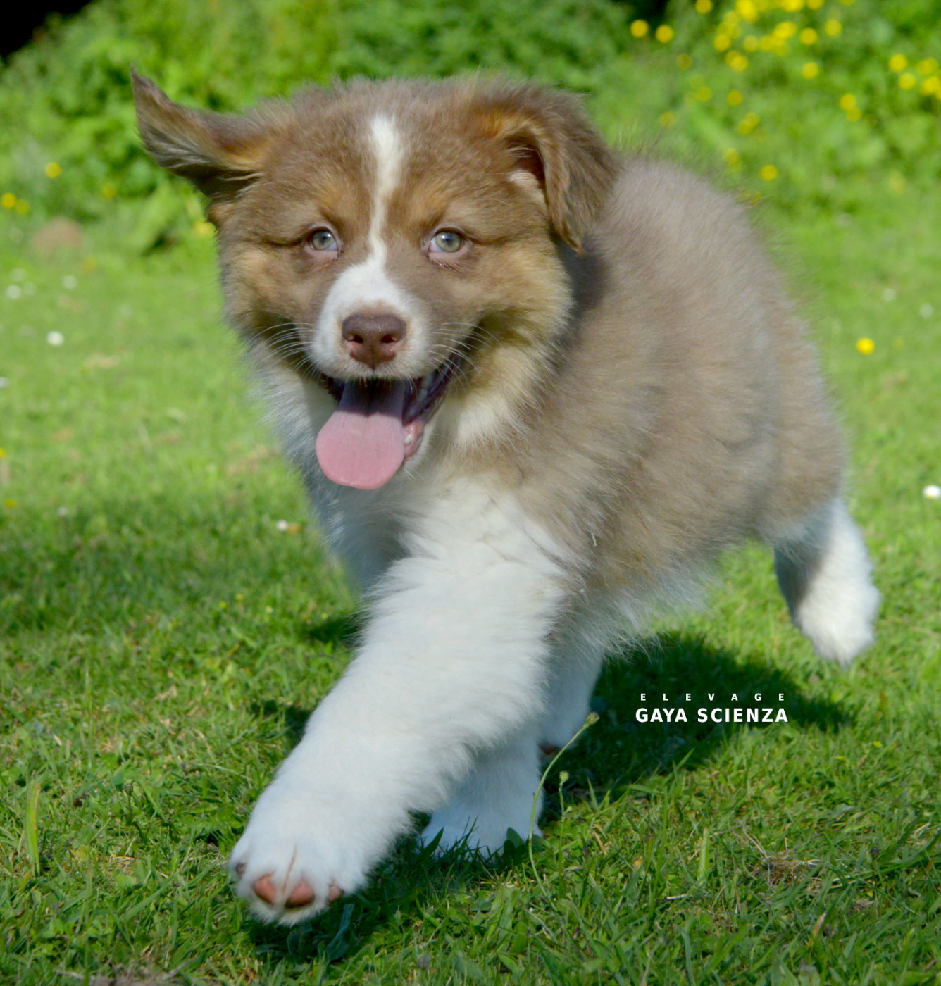 Chiot N°8