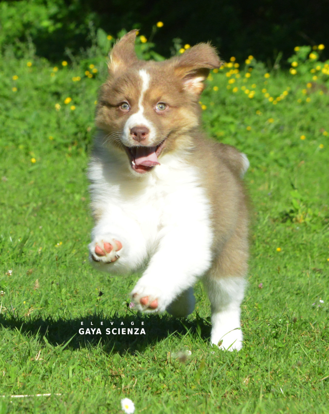 Chiot N°8