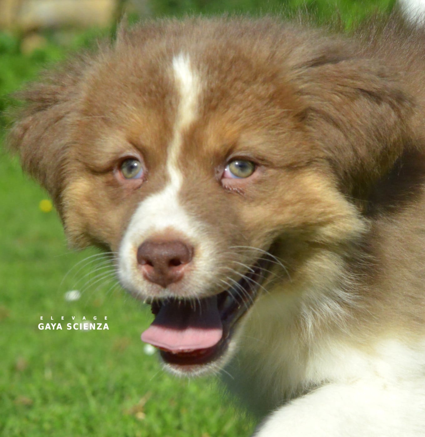 Chiot N°8