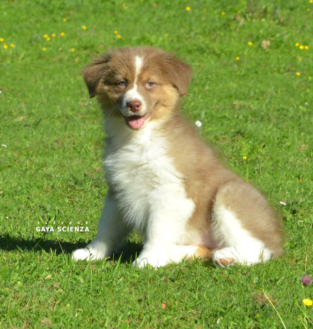 Chiot N°8