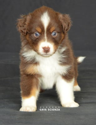 Les chiots de Berger Australien