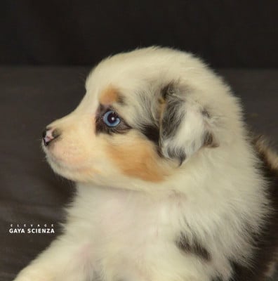 CHIOT 4 - Berger Australien