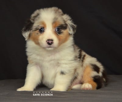 CHIOT 8 - Berger Australien