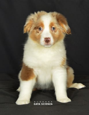 Les chiots de Berger Australien