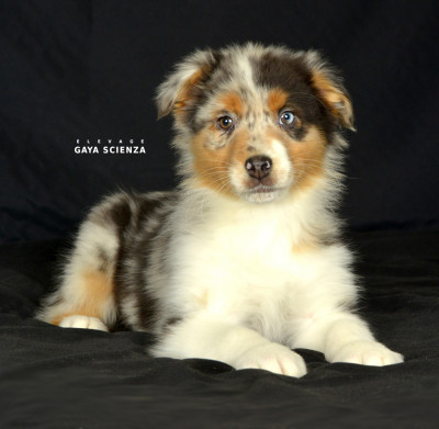 Les chiots de Berger Australien