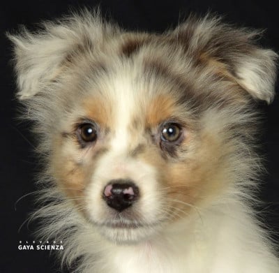 Les chiots de Berger Australien