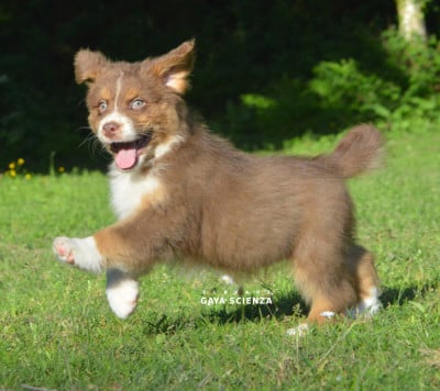 Les chiots de Berger Australien