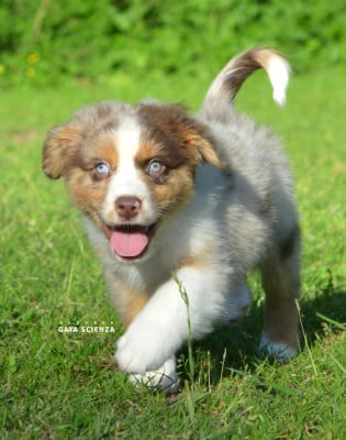 Les chiots de Berger Australien