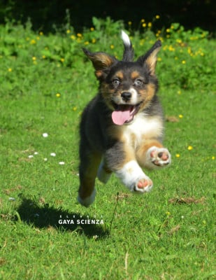 Les chiots de Berger Australien