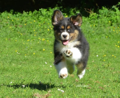 Les chiots de Berger Australien