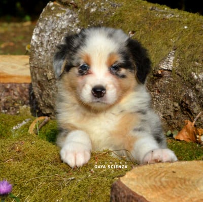 Les chiots de Berger Australien