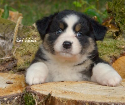 Les chiots de Berger Australien