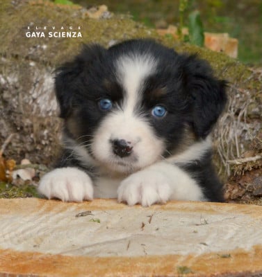 Les chiots de Berger Australien