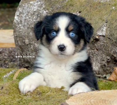 Les chiots de Berger Australien